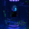 Empire Glassworks Illuminora Mushrooms Recycler / 5