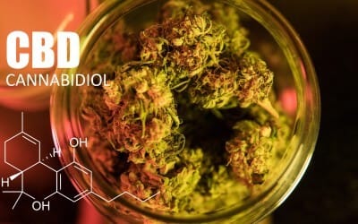 How Can You Tell If CBD Flower Is High-Quality and Safe To Use: Tips for Consumers 0 (0)